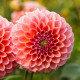 Jiřinka Nathalie G. – Dahlia – pěstování jiřinek