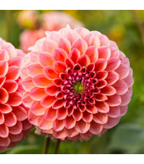 Dália Nathalie G - Dahlia - dália gumók - 1 db