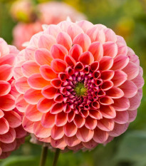 Jiřinka Nathalie G. – Dahlia – pěstování jiřinek
