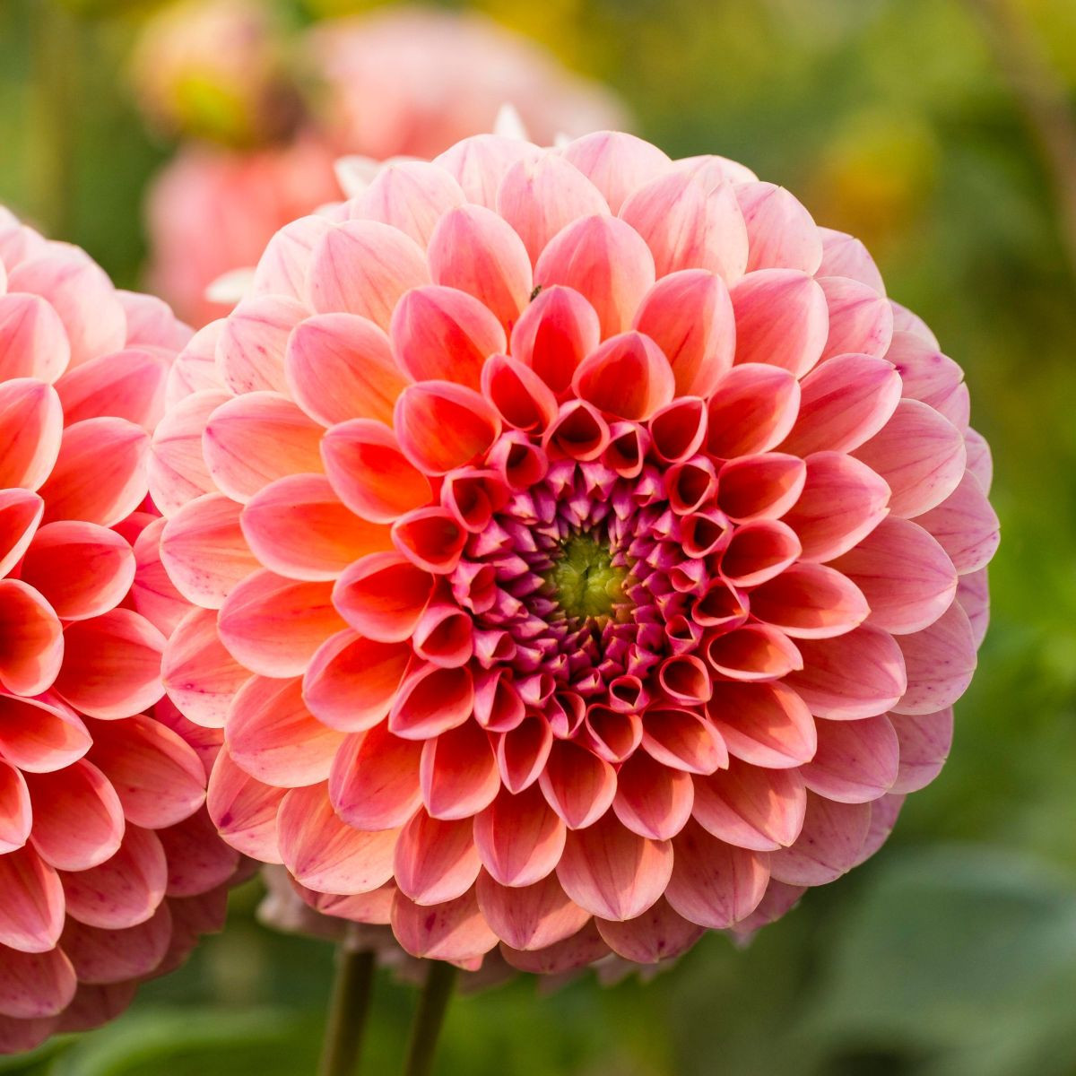 Dália Nathalie G - Dahlia - dália gumók - 1 db