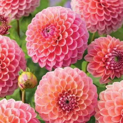 Dália Nathalie G - Dahlia - dália gumók - 1 db