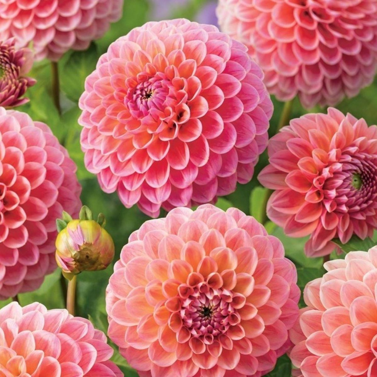 Dália Nathalie G - Dahlia - dália gumók - 1 db