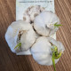 Flavor fokhagyma - Allium sativum - lágy szárú - fokhagymagumó - 3 db