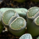 Lithops euniceae Bellaketty – Lithops euniceae – lithops magok
