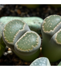 Lithops euniceae Bellaketty – Lithops euniceae – lithops magok