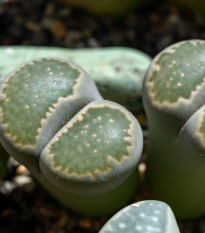 Lithops euniceae Bellaketty – Lithops euniceae – lithops magok – 5 db