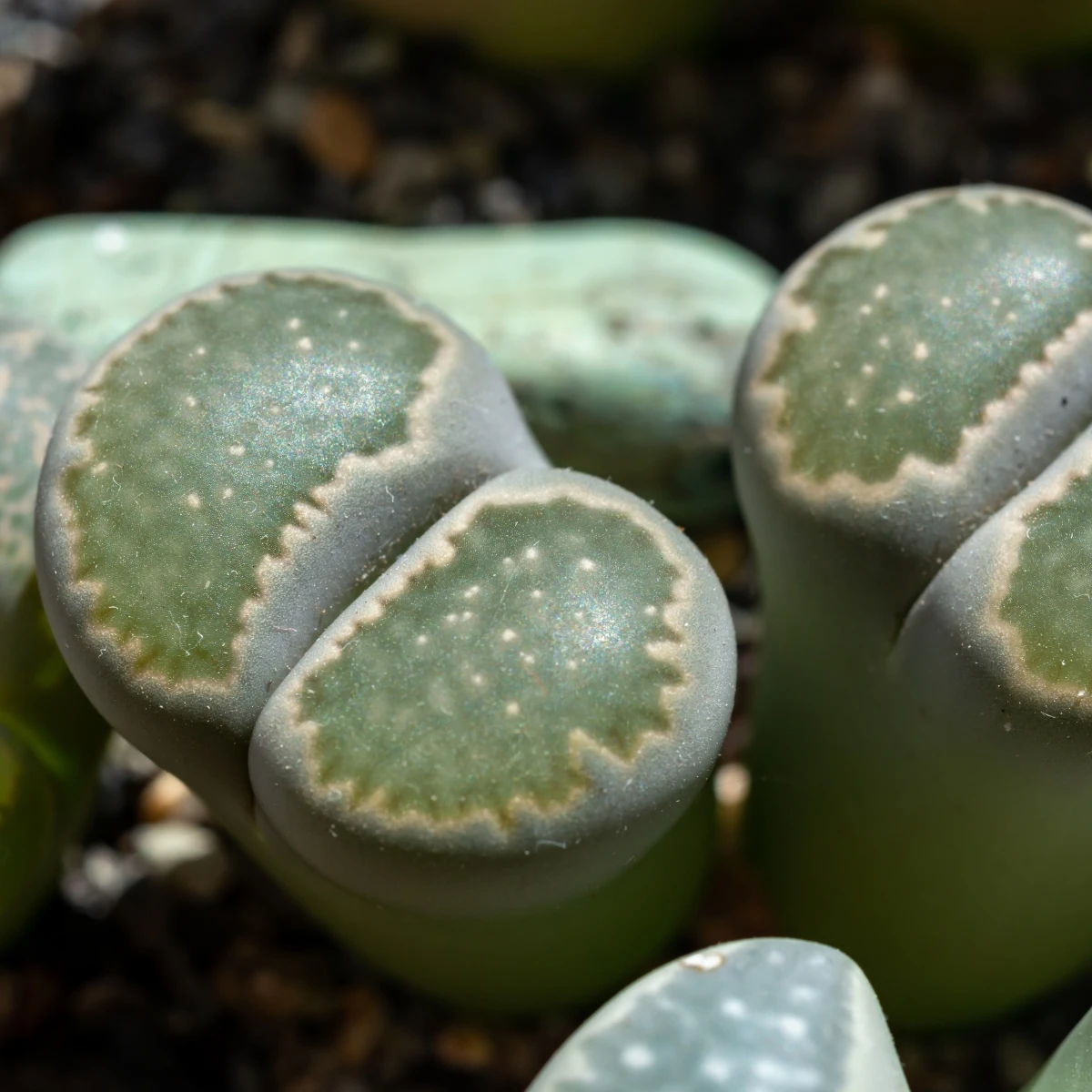 Lithops euniceae Bellaketty – Lithops euniceae – lithops magok
