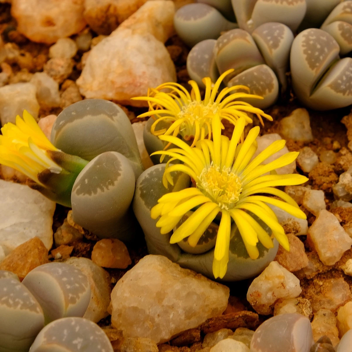 Lithops euniceae Bellaketty – Lithops euniceae – lithops magok