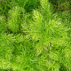 Sprenger spárga - Asparagus densiflorus Sprengeri - spárgamagok - 12 db