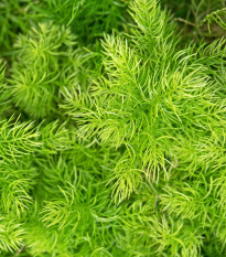 Sprenger spárga - Asparagus densiflorus Sprengeri - spárgamagok - 12 db