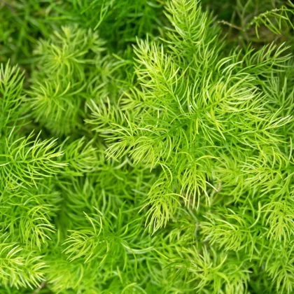 Sprenger spárga - Asparagus densiflorus Sprengeri - spárgamagok - 12 db