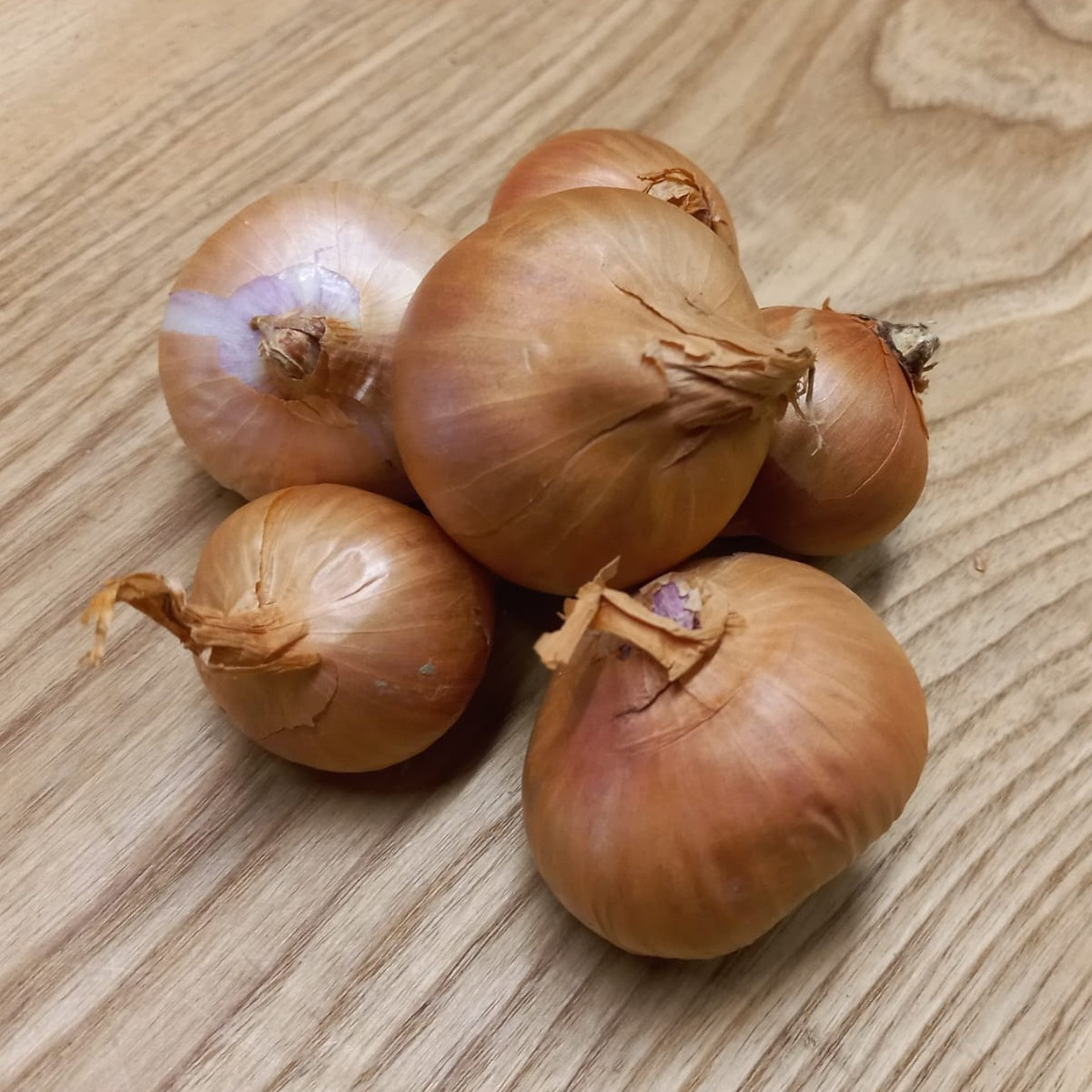 BIO Salotta hagyma Biztro - Allium cepa - bio hagymák - 150 g
