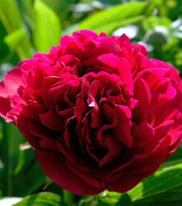 Sarah Red Bernhardt bazsarózsa – Paeonia lactiflora – bazsarózsák – eladás