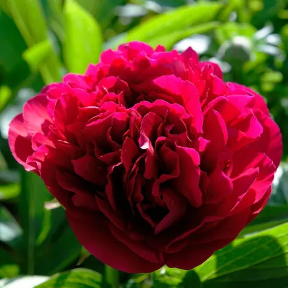 Sarah Red Bernhardt bazsarózsa – Paeonia lactiflora – bazsarózsák – eladás