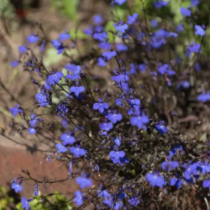 Lobelka drobná Crystal Palace - Lobelia erinus - semena lobelky - 1000 ks