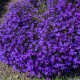 Lobélia erinus - Lobelia erinus - lobélia mag - 1000 db