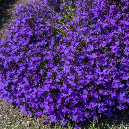 Lobelka drobná Crystal Palace - Lobelia erinus - semena lobelky - 1000 ks