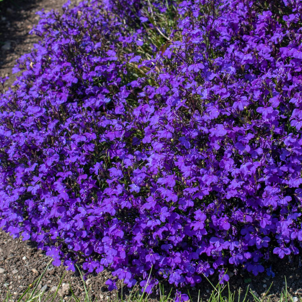 Lobélia erinus - Lobelia erinus - lobélia mag - 1000 db