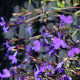 Lobélia erinus - Lobelia erinus - lobélia mag - 1000 db