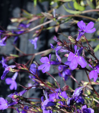 Lobélia erinus - Lobelia erinus - lobélia mag - 1000 db