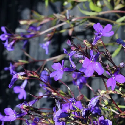 Lobélia erinus - Lobelia erinus - lobélia mag - 1000 db