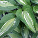Bohyška - Hosta Snake Eyes - bohyška gumók - 1 db