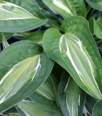 Bohyška - Hosta Snake Eyes - bohyška gumók - 1 db