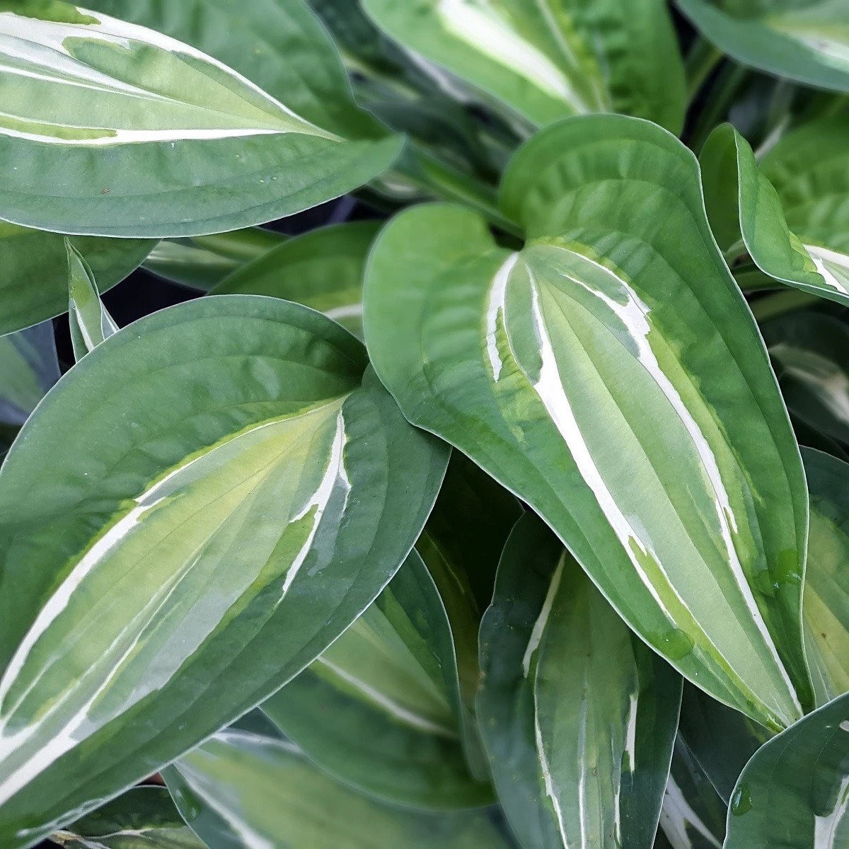 Bohyška - Hosta Snake Eyes - bohyška gumók - 1 db