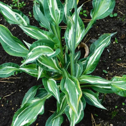 Bohyška - Hosta Snake Eyes - hlízy bohyšky - 1 ks