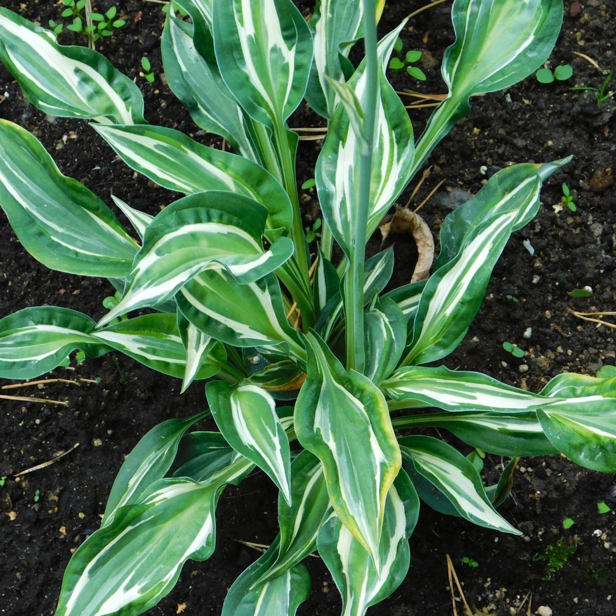 Bohyška - Hosta Snake Eyes - bohyška gumók - 1 db