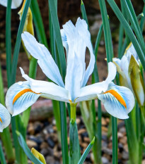 Kosatec síťkovaný bílý - Iris reticulata - cibulky kosatce - 3 ks