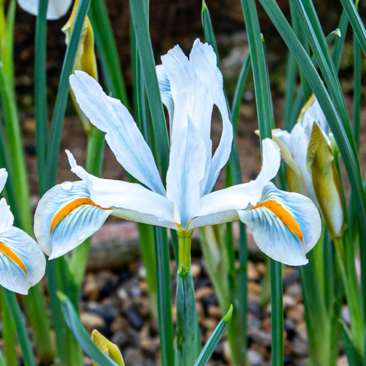 Hálós nőszirom fehér - Iris reticulata - nőszirom hagymák - 3 db