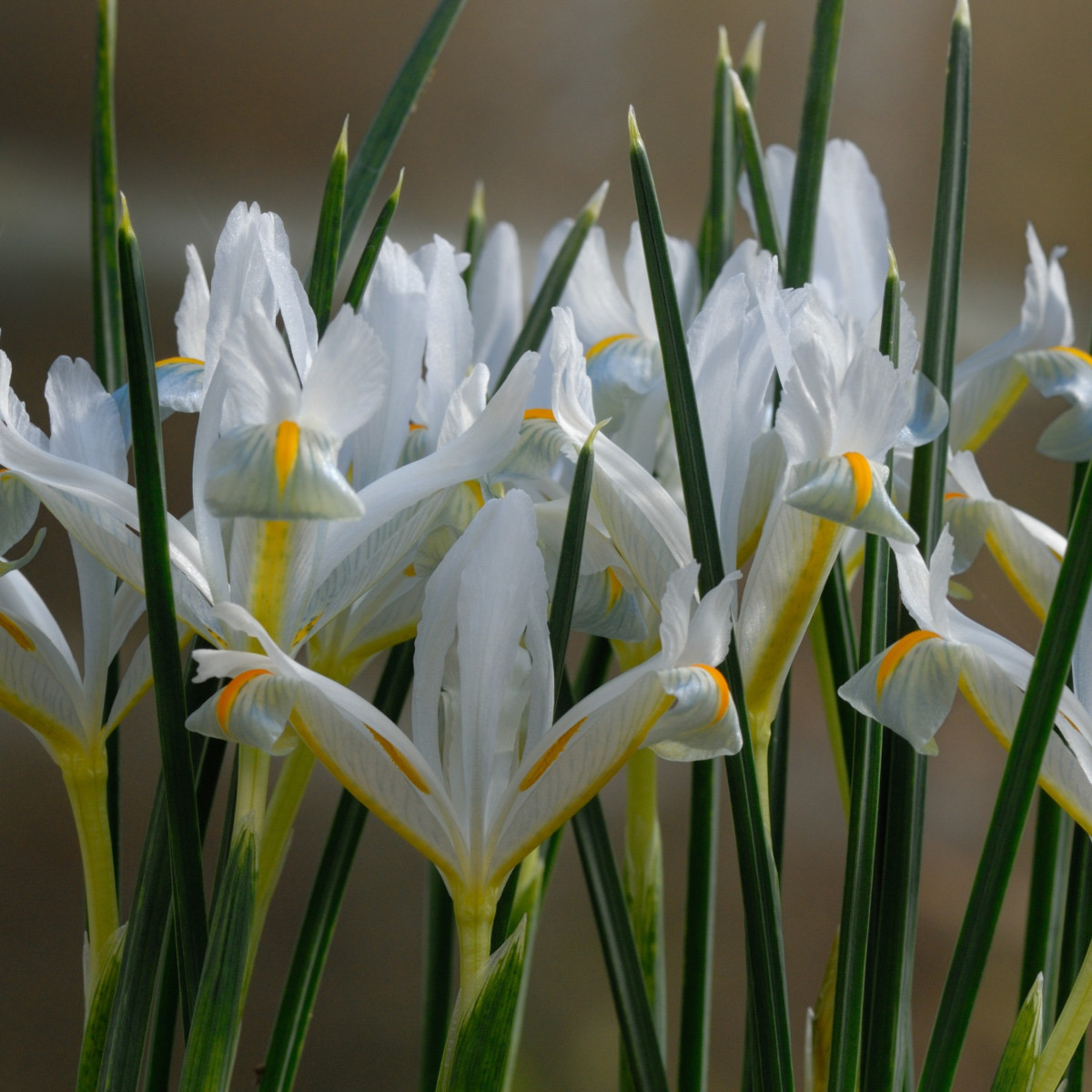 Hálós nőszirom fehér - Iris reticulata - nőszirom hagymák - 3 db