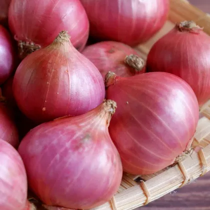 Camelot F1 salotta hagyma - Allium cepa - hagymamag - 50 db