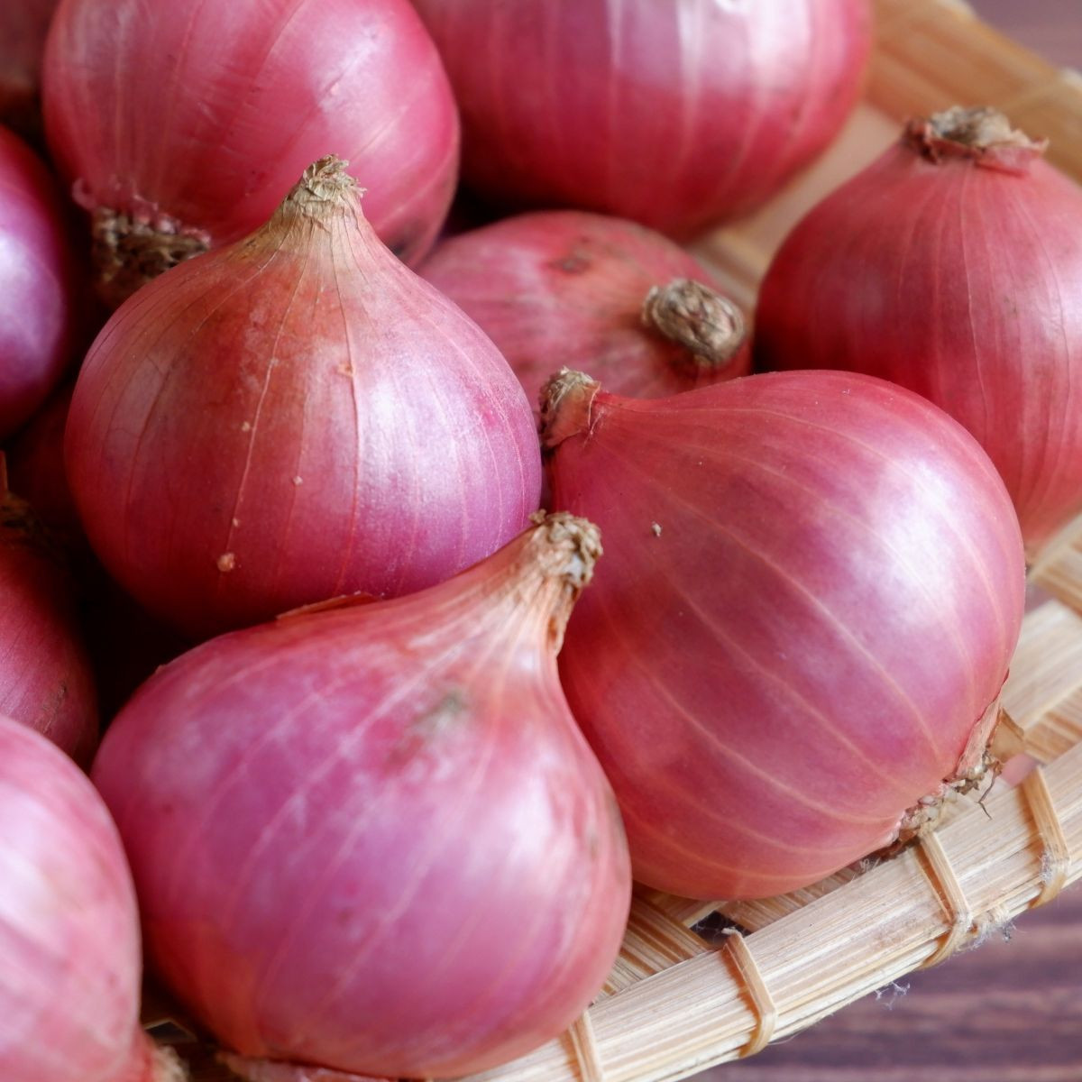 Camelot F1 salotta hagyma - Allium cepa - hagymamag - 50 db