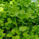 Máta peprná Mini Mint - Mentha piperita - semena máty - 20 ks