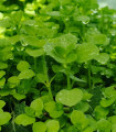 Borsmenta Mini Mint - Mentha piperita - menta magok - 20 db