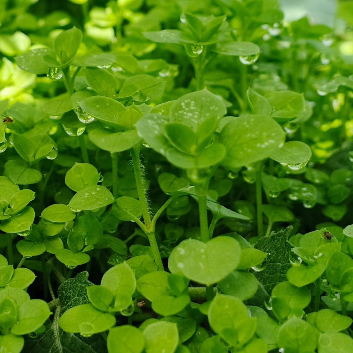 Borsmenta Mini Mint - Mentha piperita - menta magok - 20 db