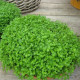 Borsmenta Mini Mint - Mentha piperita - menta magok - 20 db