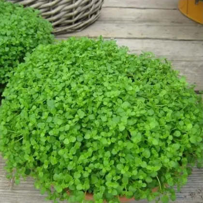 Borsmenta Mini Mint - Mentha piperita - menta magok - 20 db