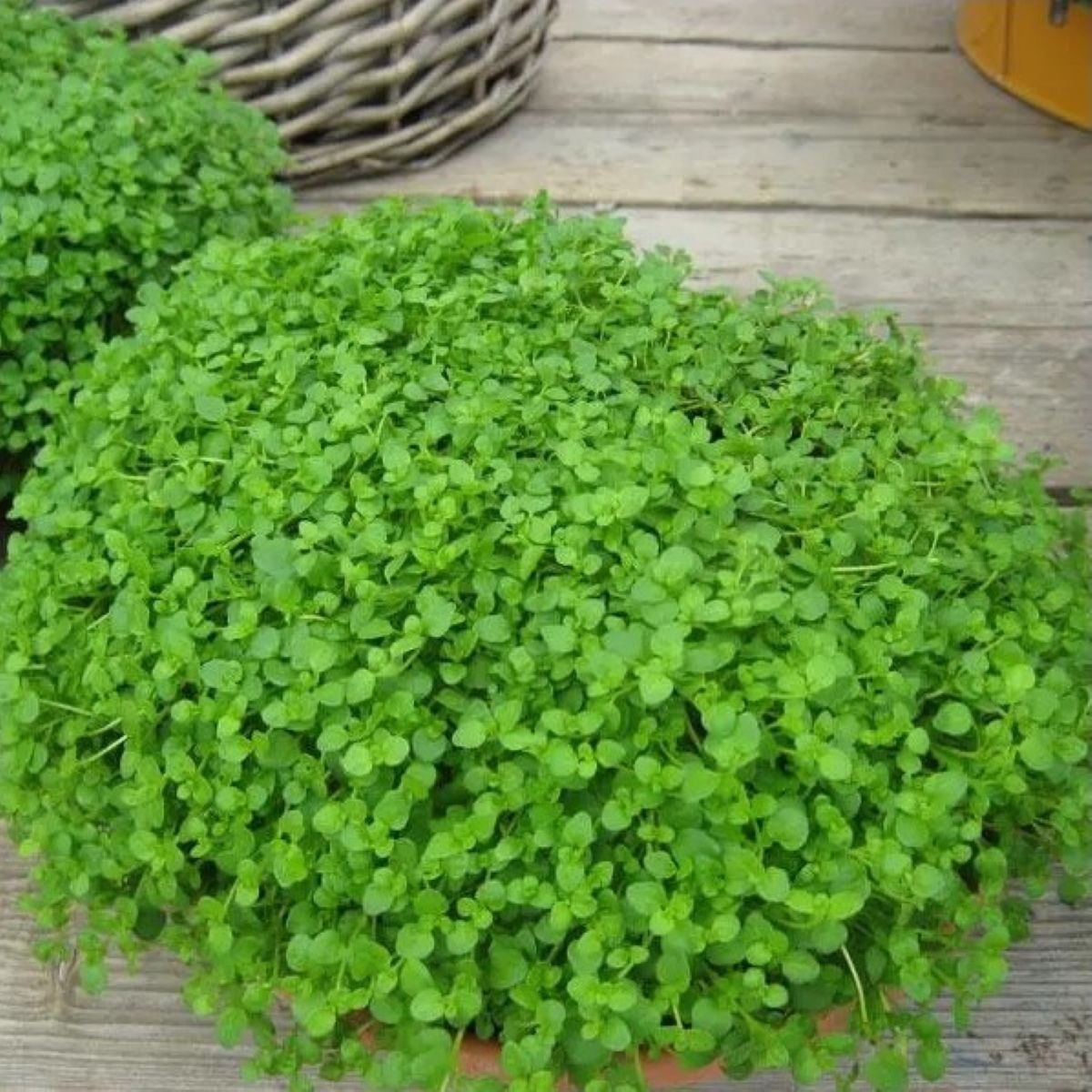 Borsmenta Mini Mint - Mentha piperita - menta magok - 20 db