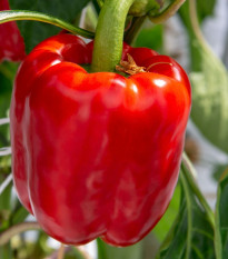 Paprika Beluga Red F1 - Capsicum annuum - paprika magok - 5 db