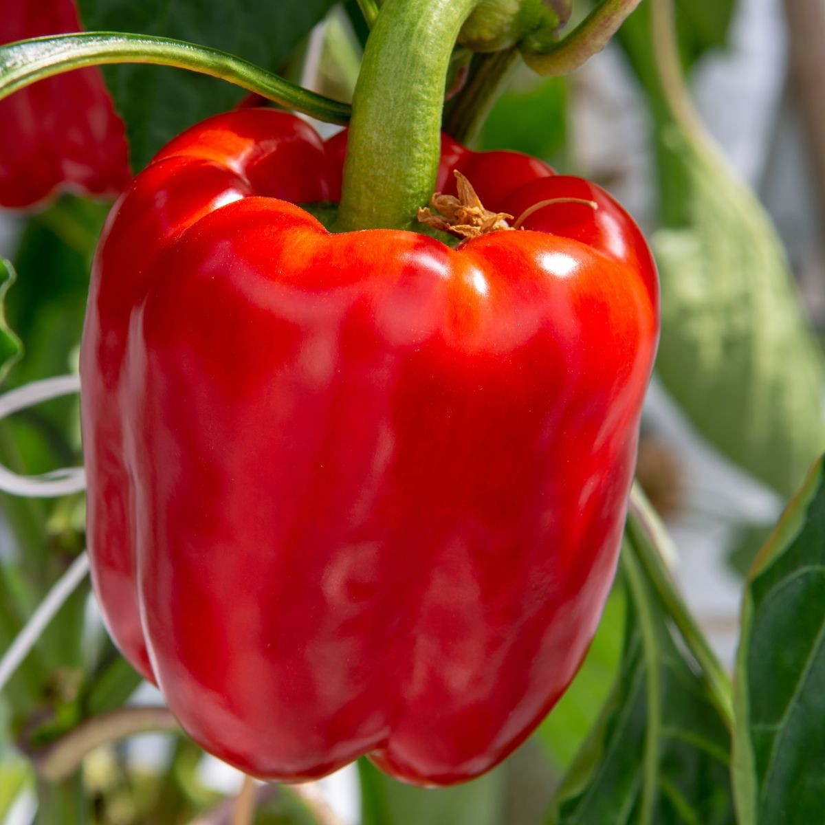 Paprika Beluga Red F1 - Capsicum annuum - paprika magok - 5 db