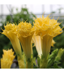 Csattanó maszlag Double Yellow – Datura metel – maszlag magok – 5 db