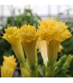 Csattanó maszlag Double Yellow – Datura metel – maszlag magok – 5 db