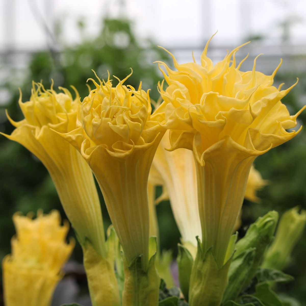 Csattanó maszlag Double Yellow – Datura metel – maszlag magok – 5 db