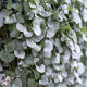 Ezüst eső (Silver Falls) – Dichondra emerals – ezüst eső magok – 6 db