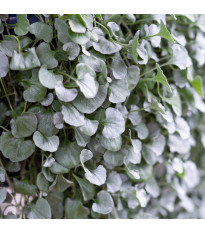Ezüst eső (Silver Falls) – Dichondra emerals – ezüst eső magok – 6 db