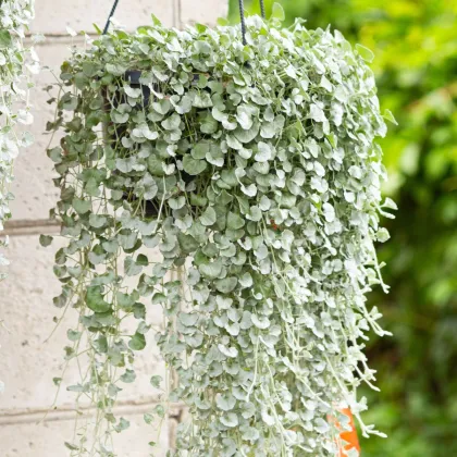 Ezüst eső (Silver Falls) – Dichondra emerals – ezüst eső magok – 6 db