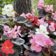 Begónia Nightlife Mix F1 – Begonia semperflorens – begónia mag – 12 db
